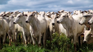 OIE declara Brasil como livre da pleuropneumonia contagiosa bovina