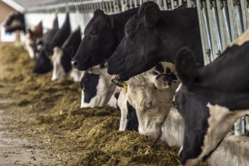 Vacas leiteiras têm tratamento olímpico para melhorar desempenho