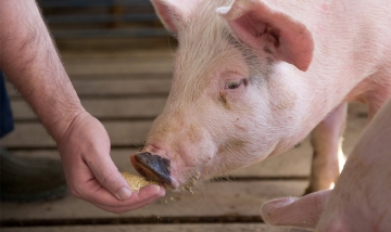 Com menor oferta, preços do suíno vivo se mantém, diz Cepea