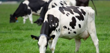 Programa 5S: como a gestão de qualidade pode aperfeiçoar as fazendas leiteiras?