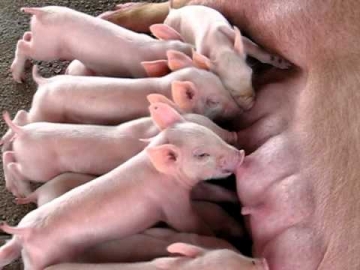 Criação de porcos usa alta tecnologia para garantir leitões de qualidade