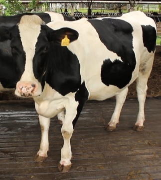 Potencialidades da criação de gado de leite no Brasil