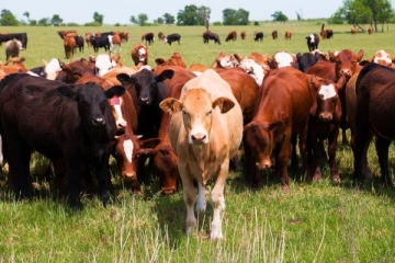 CNA mostra benefícios da rastreabilidade bovina para a gestão da propriedade rural