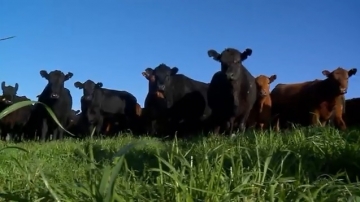 Produção de gado ajuda na manutenção do ecossistema, diz estudo da Embrapa