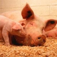 Criação de suínos em família reduz uso de antibióticos