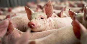 MS caminha para se tornar o 4º maior produtor de suínos do país