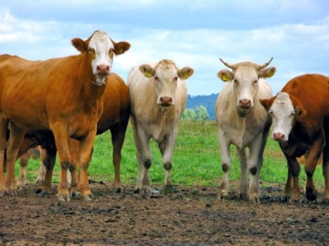 Criada vacina que previne falha de reprodução no gado