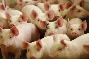 ABPA: Exportação de carne suína em 2020 deve fechar com até 37% de aumento frente a 2019