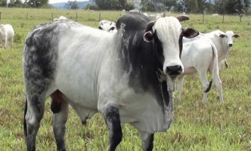 ALERTA: Inspetoria Agropecuária alerta para surto de raiva bovina em Santa Cruz
