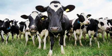 Uso correto de suplementação pode dobrar o rendimento do gado no pasto
