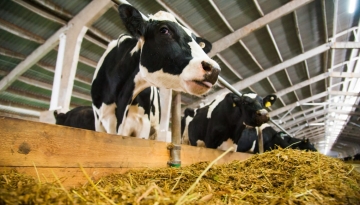 Custos da pecuária leiteira subiram 3,6% em 2019, em relação a 2018