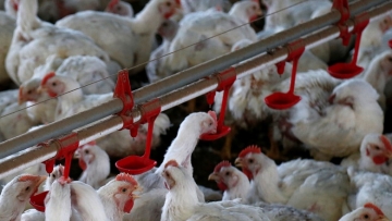 Indústrias de aves e suínos do Brasil não planejam cortar produção por coronavírus