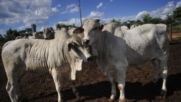 Abate de bovinos no Brasil cresceu 1,2% em 2019, aponta IBGE