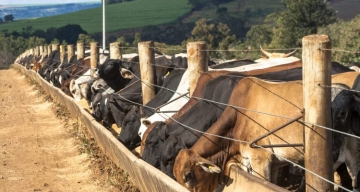 Confira 4 dicas para melhorar o desempenho dos bovinos