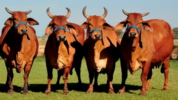 Conheça a raça de “bovinos do deserto” adaptados à seca que vem crescendo no Brasil
