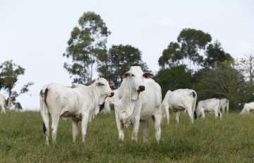 Exportações de carne bovina devem ter melhor setembro da história