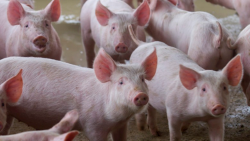 Mercado de suínos volta a ficar aquecido em maio, aponta Cepea