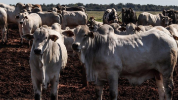Boi gordo: oferta de animais deve continuar restrita no último trimestre do ano, diz Safras