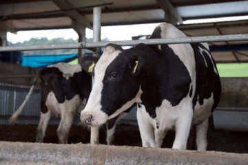 Governo vai comprar leite de produtores afetados pela crise em Santa Catarina