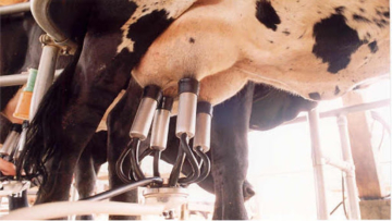 Produtividade de pecuária leiteira demanda gestão