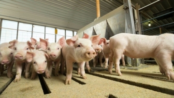Cientistas do USDA descobrem novo método para detectar vírus da peste suína