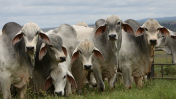 Boa demanda e alta nos preços do sebo bovino