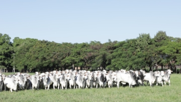 Secretaria da Agricultura abre consulta sobre ações de combate ao carrapato bovino