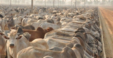 Pecuária brasileira está preparada para uma nova explosão da demanda por carne bovina no 2º semestre?