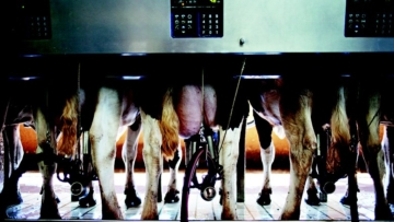 Preço do leite para o produtor sobe 16% em julho e bate recorde em meio à pandemia