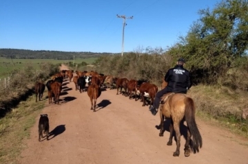 Operação no RS apreende 240 bovinos sem procedência