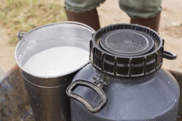 Câmara aprova permissão para bancos aceitarem produção de leite como garantia de empréstimo