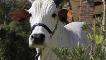 Pesquisadores “escutam” vacas para avaliar conforto térmico