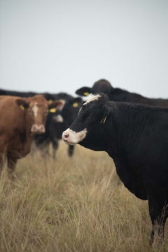 Startup brasileira cria controle biológico para carrapato bovino