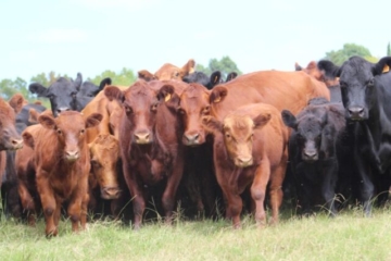 Inseminação artificial em bovinos está presente em 70% dos municípios brasileiros