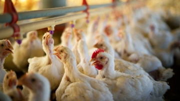 Maior procura por carne de frango faz frigoríficos comprarem mais animais