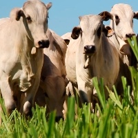Secretaria da Agricultura do RS ajuda produtor a identificar plantas tóxicas para bovinos