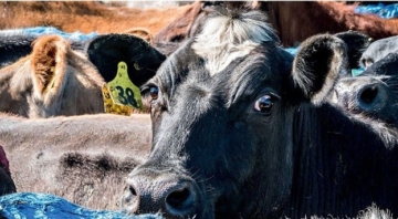 Nova Zelândia suspende exportações de gado depois de naufrágio, diz jornal