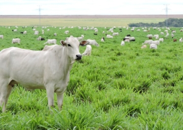 Produto biotecnológico promete aumentar taxa de prenhez bovina em até 15%