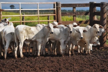 Baixa oferta de gado para reposição sustenta preços recordes, diz Cepea