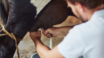 Aumento de 7,57% no custo de produção põe produtores de leite em alerta