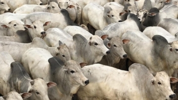 Frigoríficos decretam férias coletivas em Mato Grosso por falta de gado