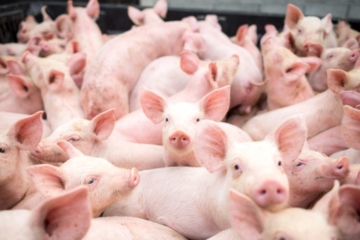 Até 2023, teremos boa expectativa da China para carne suína, diz ABCS