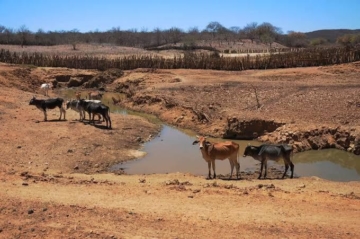 Fazendas devem se planejar para fornecer mais água para o gado durante a seca