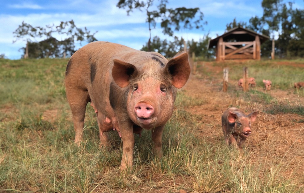 Criação De Suínos Ao Ar Livre Garante Maior Produtividade E Qualidade Da Carne Vitalltech 4204