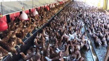 Mantiqueira quer ter 25% da sua produção de ovos no Brasil livre de gaiolas até 2025