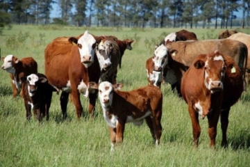 Algoritmo identifica bovinos individualmente no campo por meio de imagens