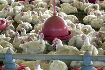 Japão confirma 26º caso de gripe aviária; mais de 90 mil aves serão abatidas