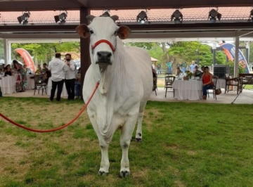 Nelore mais valioso do Brasil: vaca é arrematada por R$ 3,18 milhões