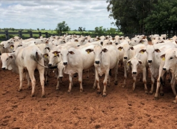 Cenário segue favorável à pecuária bovina no Brasil