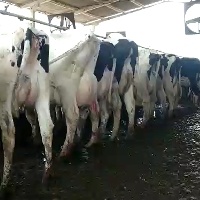 Novo sistema antecipa diagnóstico de mastite em vacas leiteiras